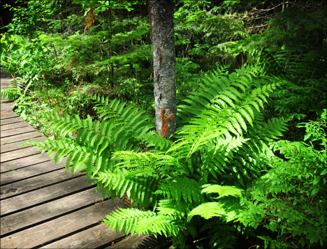 Cinnamon Fern near the Boreal Life Trail boardwalk at the Paul Smiths VIC